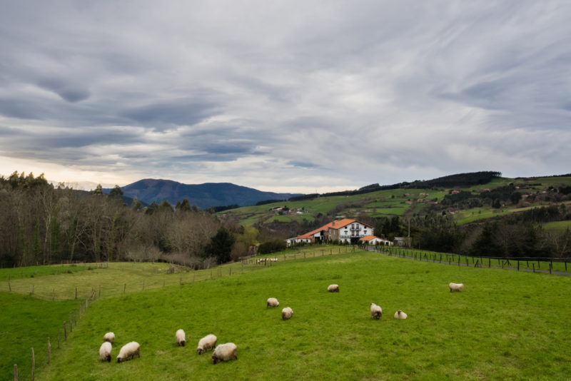 typical basque farmhouse with sheep grazing on a cloudy day