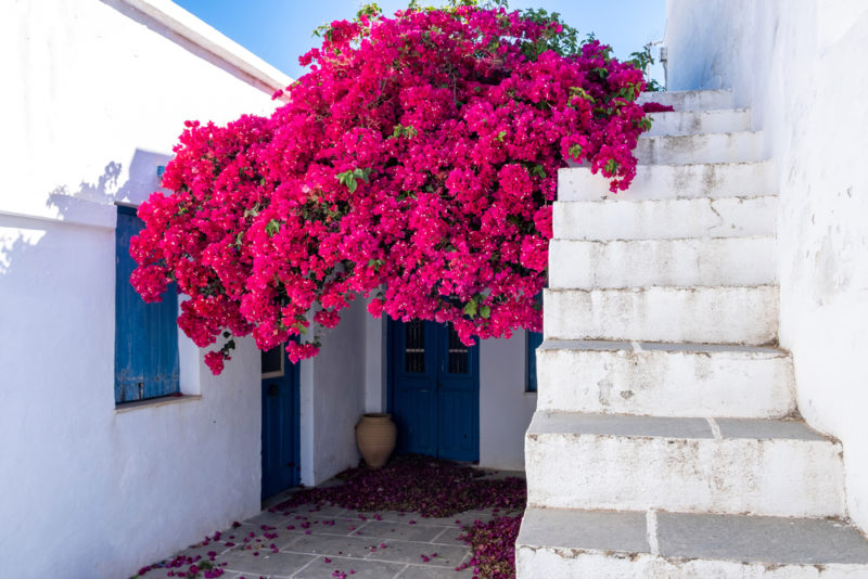 house whitewashed walls sunny day at sifnos island, greece. bougainvillea flower stone stairs background.